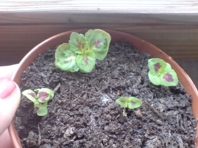 Buntnesseln 2 (3).jpg