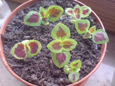 Buntnesseln 2 (1).jpg