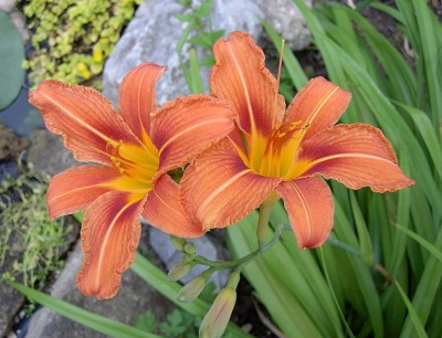 Gelbrote Taglilie- Hemerocallis fulva.JPG