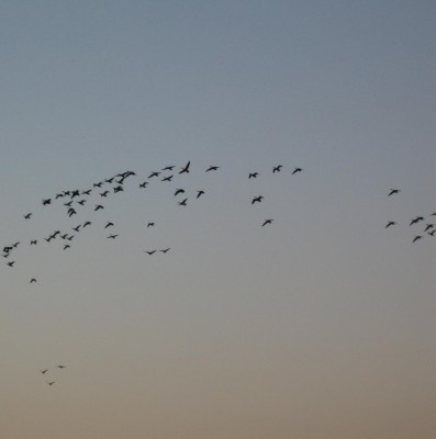 Wild-Gänse.jpg