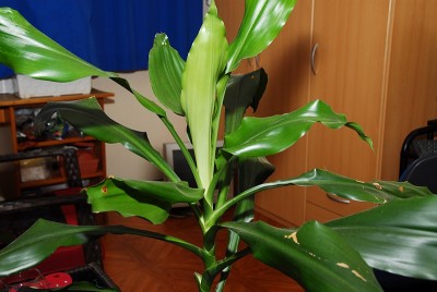 dsc_9391_Dracaena.jpg