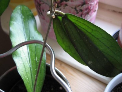 Hoya Erythrina.JPG