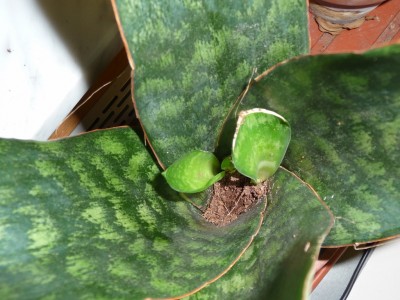 P1040187 (1024x768).jpg