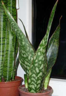 P1040186 (710x1024).jpg