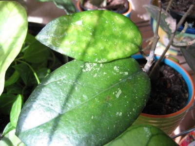 Hoya cv.Metallica  cv. Joy.JPG