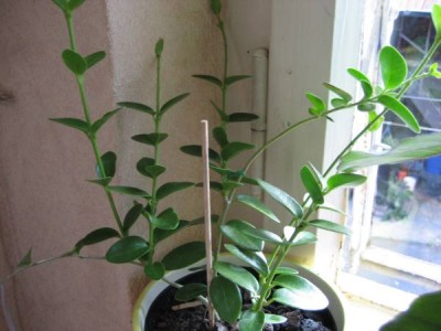 Hoya Cummingeana.JPG