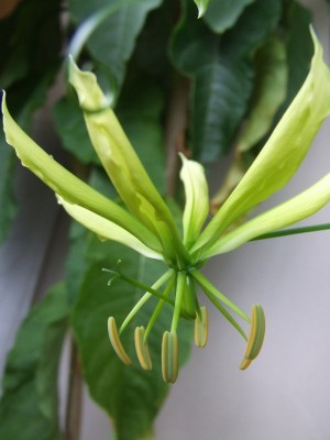 Gloriosa 11.10.2012.JPG