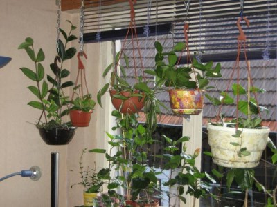 Hoya fenster.JPG