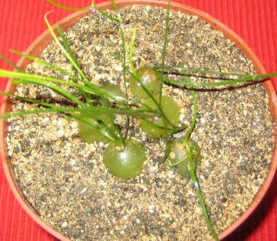 Schizobasis-intricata.jpg