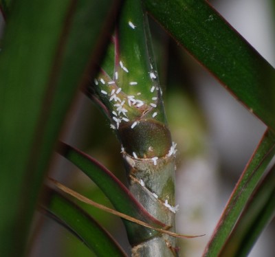 DSC_0348.JPG