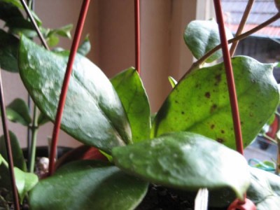 Hoya Mitrata.JPG