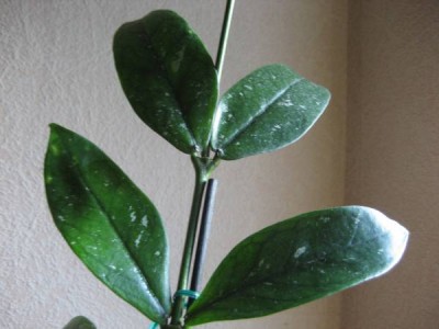 Hoya Lobbii.JPG
