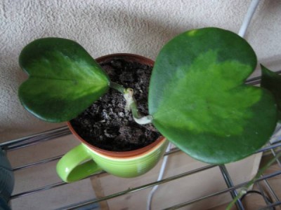 Hoya Kerry var. jellow splash.JPG