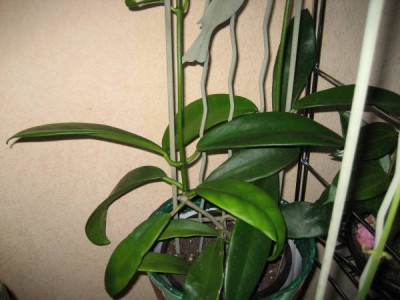 Hoya Meliflua.JPG