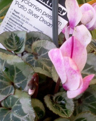 Cyclamen Patio Silver Dream.jpg