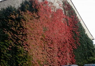 Herbstlaub.jpg