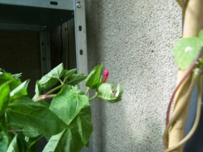 Wunderblume.JPG