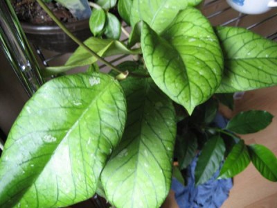 Hoya Vittelinoides.JPG