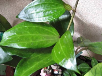 Hoya Polystachia2.JPG