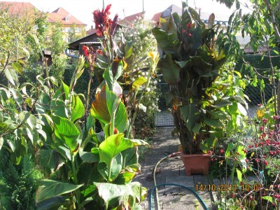 Canna  2012.jpg