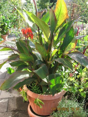 Canna 2012.jpg