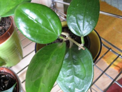 Hoya subquintuplinervis.JPG