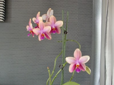Phalaenopsis Liodoro #2-19.jpg