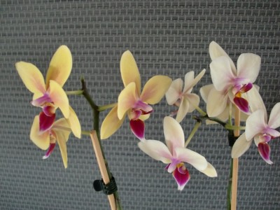 Phalaenopsis Hybride #5-10.jpg