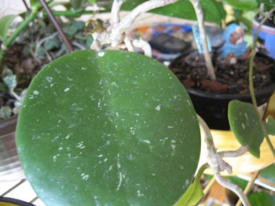 Hoya Obovata.JPG