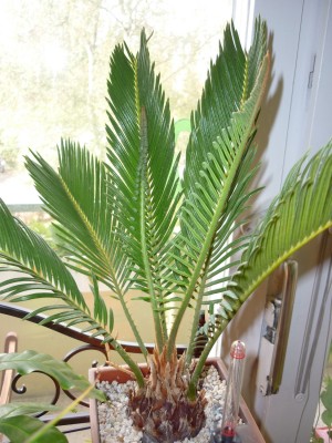 Cycas-P1030284.jpg