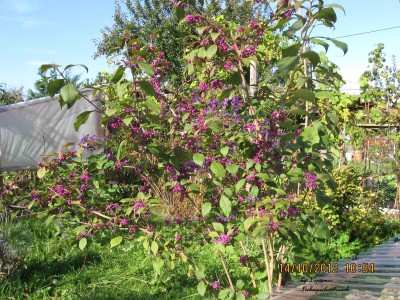 Callicarpa bodinieri.JPG