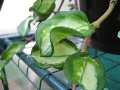 Hoya carnosa var.crinkle eight exotica.JPG
