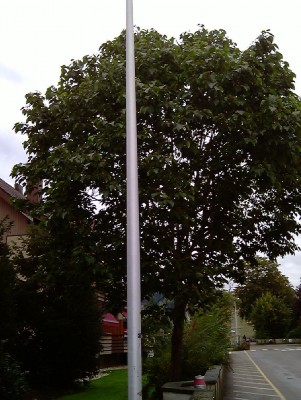 Baum1.jpg