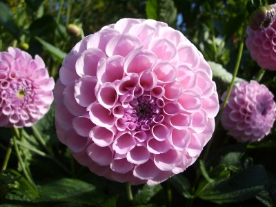 Dahlie 'Stolze von Berlin' 1.JPG