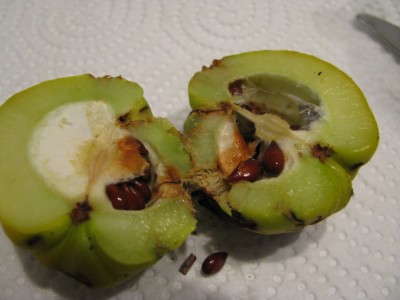 Frucht 4.jpg