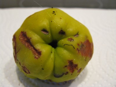 Frucht 3.jpg