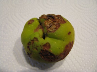 Frucht 2.jpg