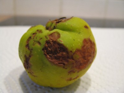 Frucht.jpg