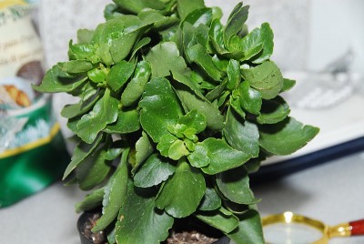 dsc_9401_Kalanchoe_blossfeldiana.jpg