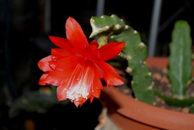 Epiphyllum 098yy.jpg