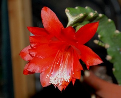 Epiphyllum 095yy.jpg