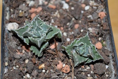Faucaria 001yy.jpg