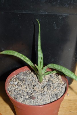 Sansevieria 003yy.jpg