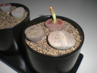 CIMG3768.JPG