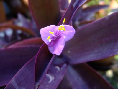 DSCF7626.JPG