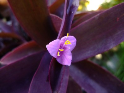DSCF7625.JPG