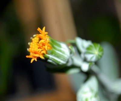 Senecio 013yy.jpg