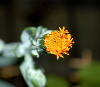 Senecio 012yy.jpg