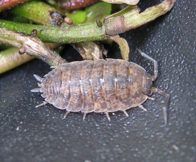 Kellerassel - Porcellio scaber.JPG
