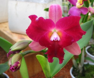 Meine neue Cattleya_7459.jpg